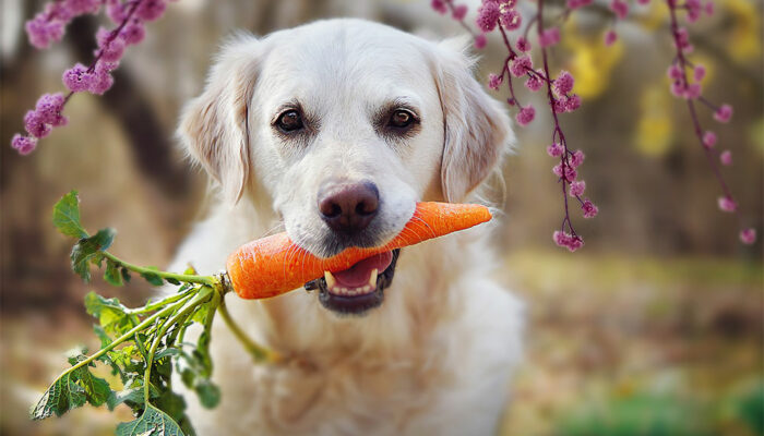 Human foods that are best for dog health