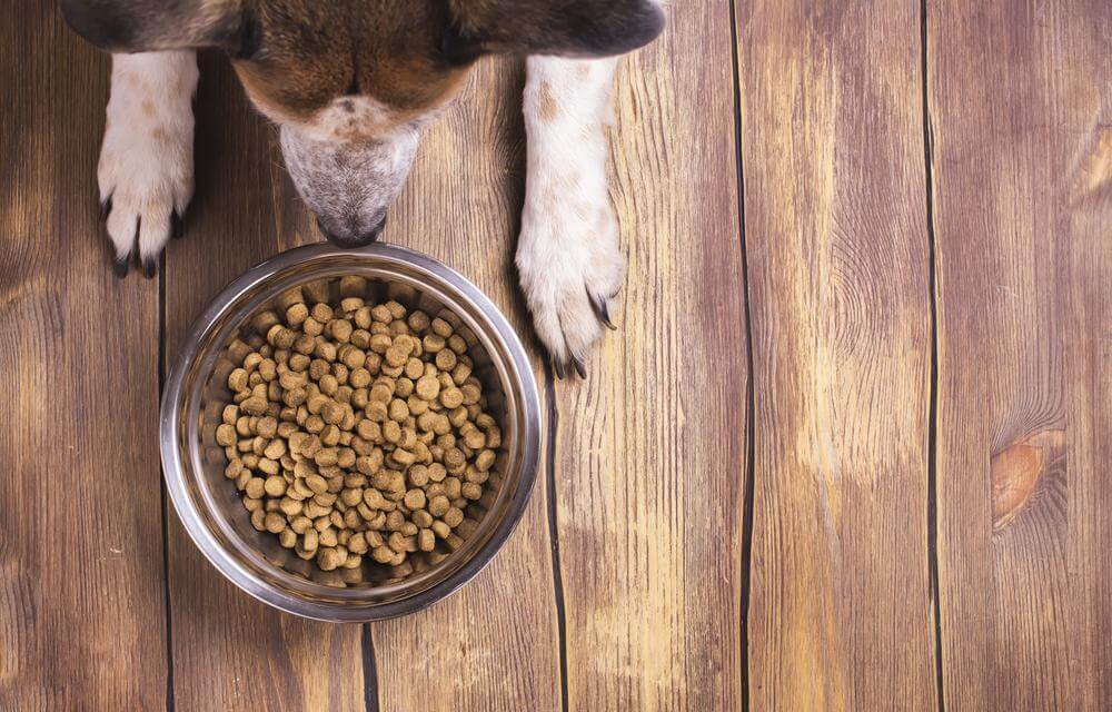 Know About The Right Food For Your Dog&#8217;s Allergies