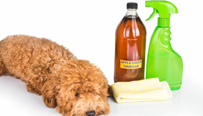 Manage flea and tick infestations with these home remedies