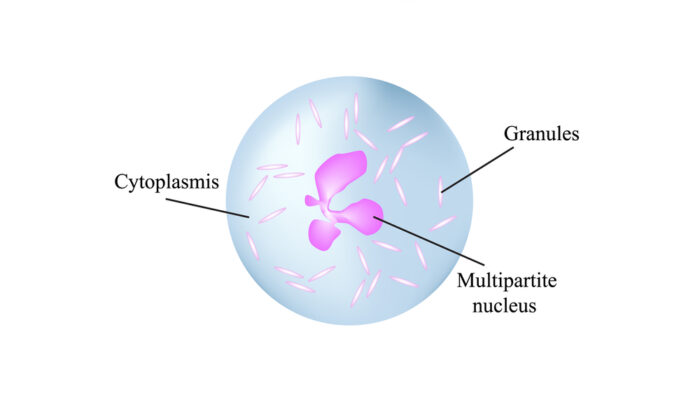 Our Invaluable Friends – Neutrophils