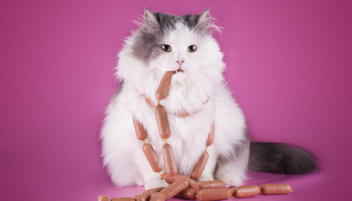 Popular treats and dietary options for cats