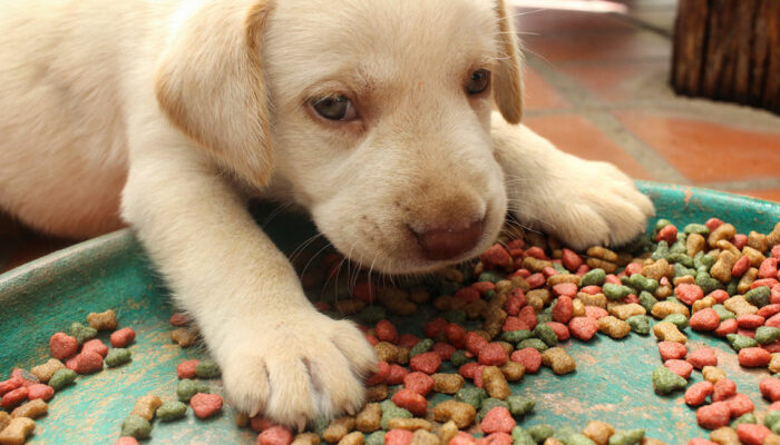 Six Factors to Consider Before Buying Puppy Food