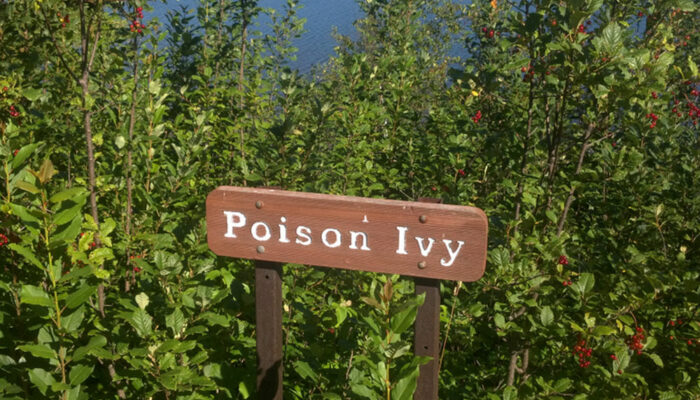 Symptoms and Ways to Treat Poison Ivy Rashes