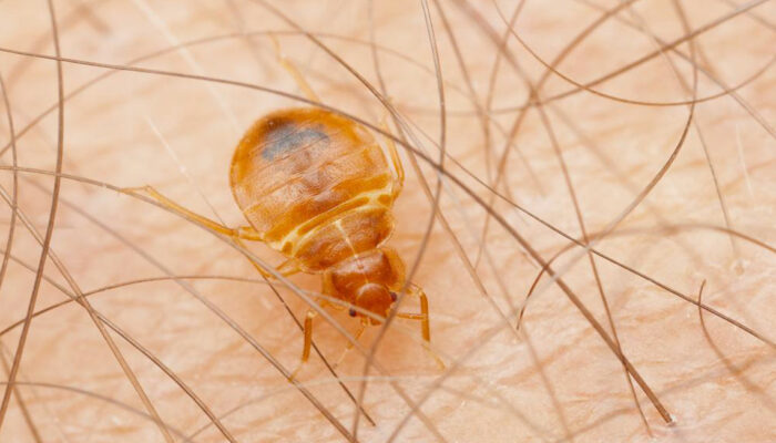 The Best Ways To Kill Bed Bugs