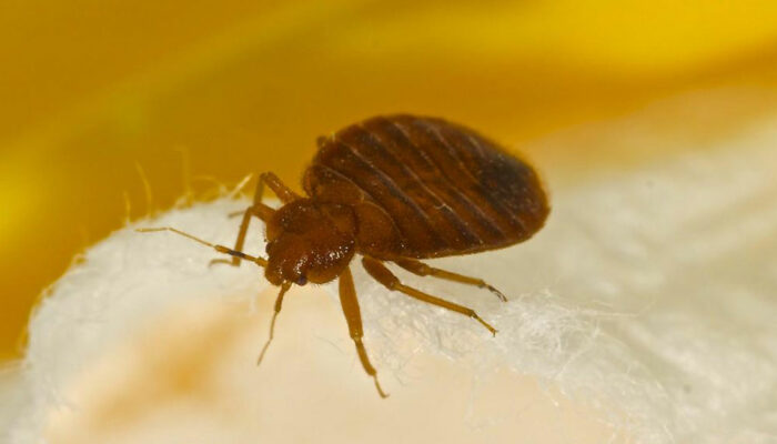 The Most Common Signs Of Bed Bugs