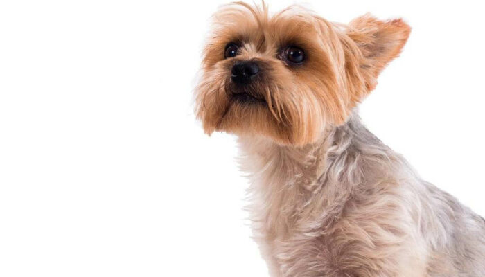 Things To Consider Before Buying A Teacup Yorkie In A Sale