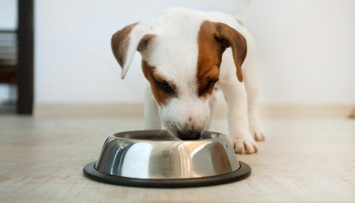 Things every dog owner should know about dog food allergies