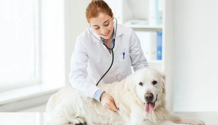 Tips on choosing the right pet insurance for your fur baby