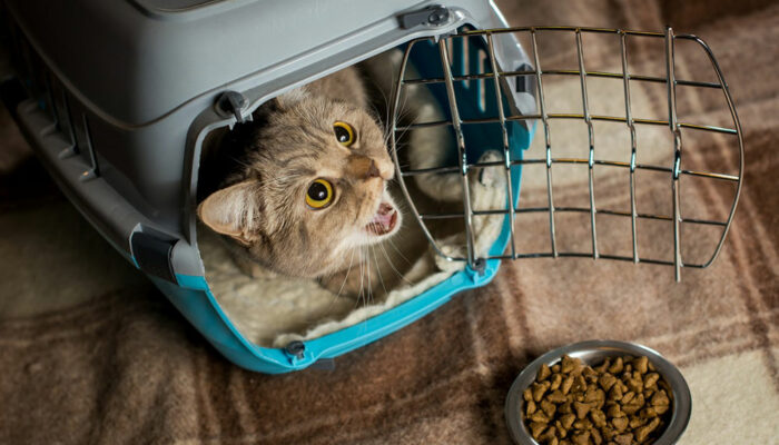 Tips to treat cats without spoiling them