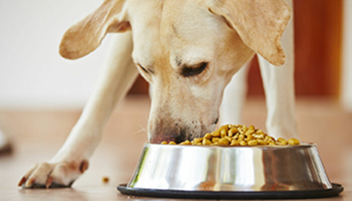 Tips to pick healthy dog food