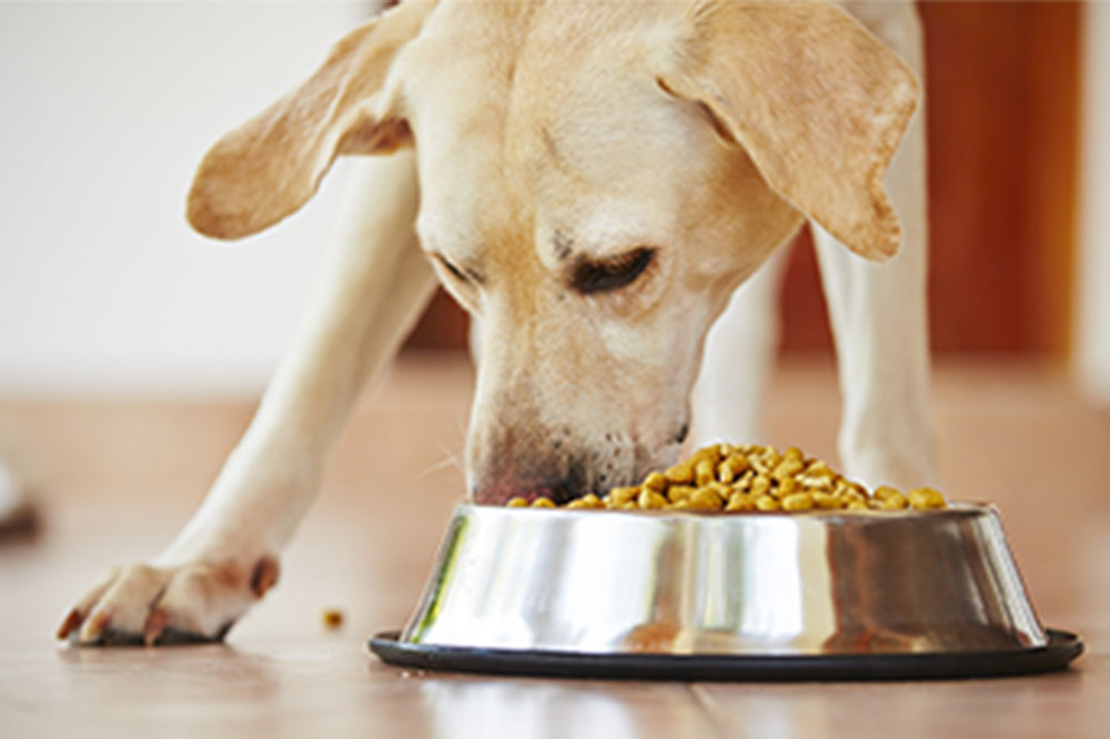 Tips to pick healthy dog food