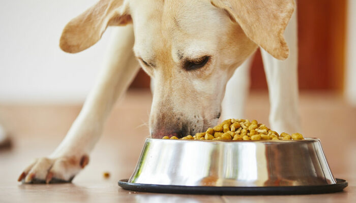 Top 4 ingredients to look for in dog foods