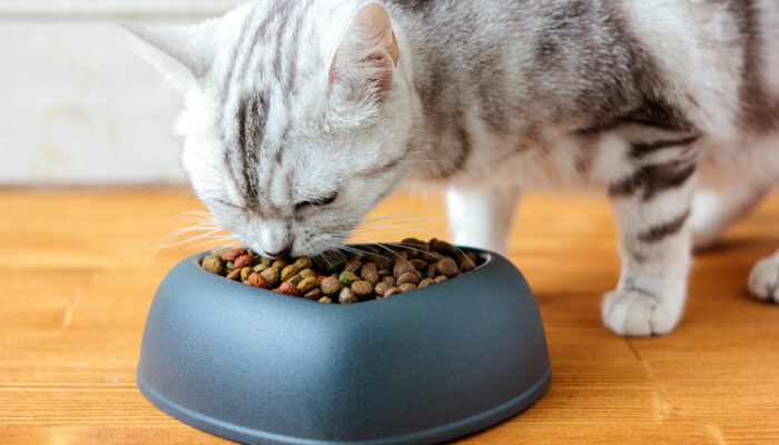 Top 5 Cat Foods for Your Feline Friends