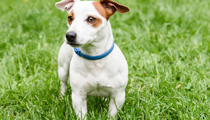 Top 5 flea collars to keep your dog pest-free