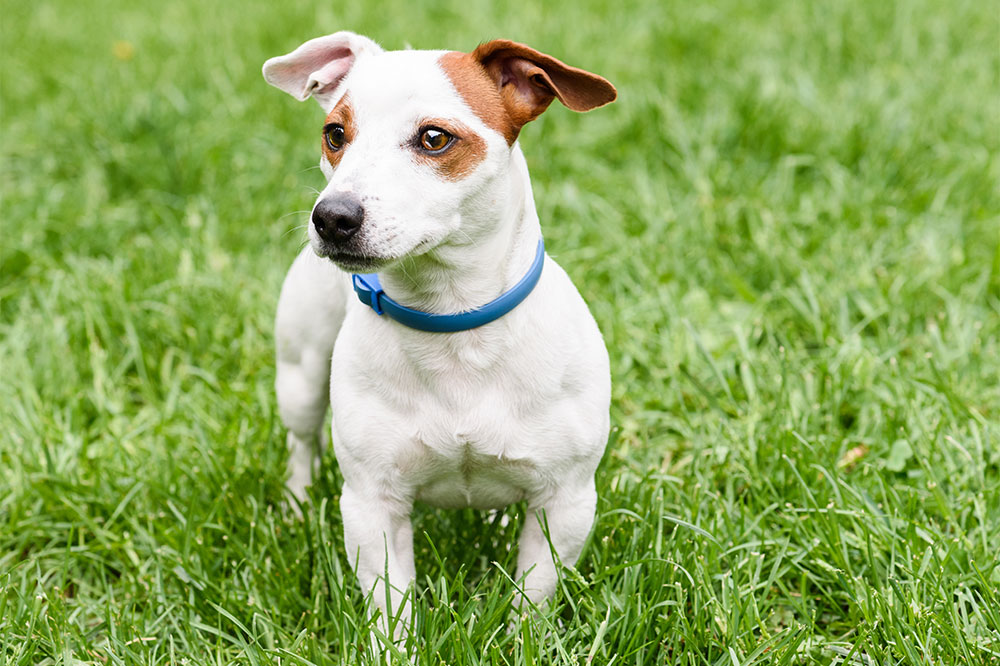 Top 5 flea collars to keep your dog pest-free