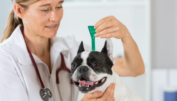 Top 5 heartworm prevention medication for dogs