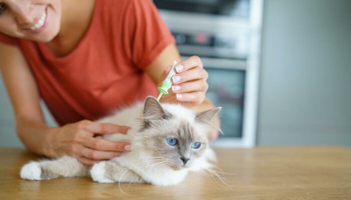 Top 10 Flea Control Treatments And Methods