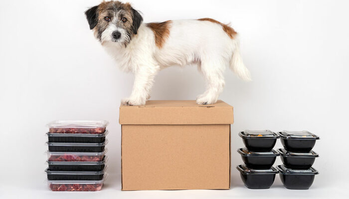 Top 3 subscription boxes for puppies