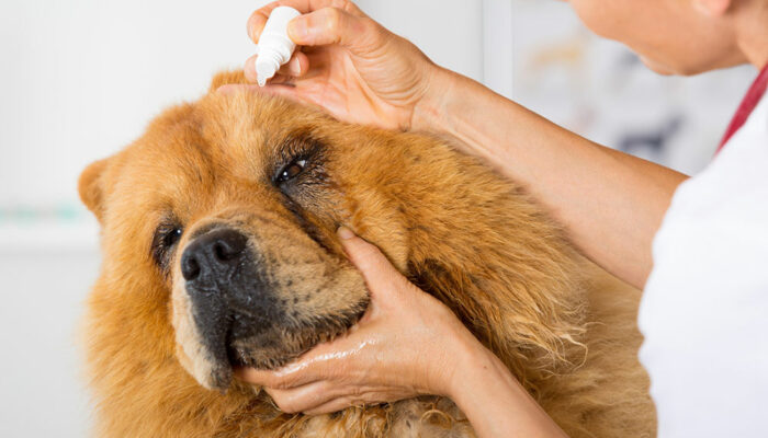 Top dog allergies and their treatments