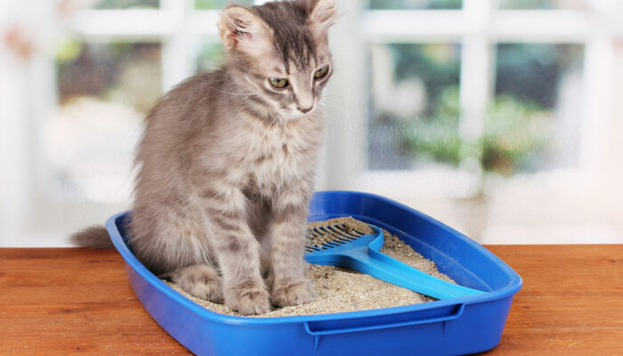 Types of cat litter and their effects on humans