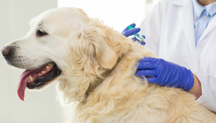 Understanding Different Types of Pet Medications for Effective Treatment