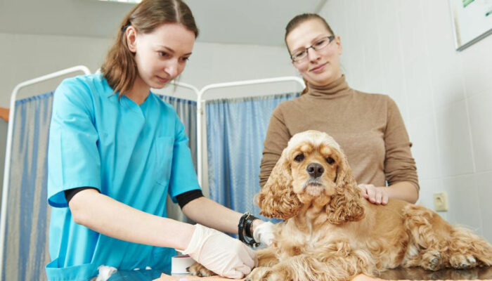 Understanding Pet Insurance