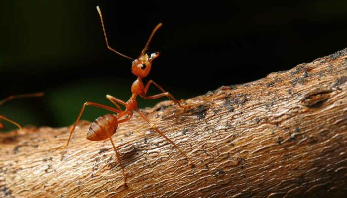 What Are the Treatments for Fire Ant Sting?