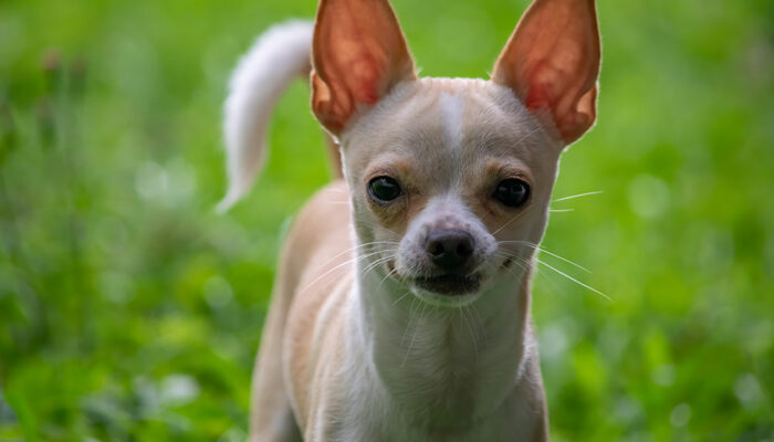 10 Reasons Chihuahuas Are the Best Dogs to Pet