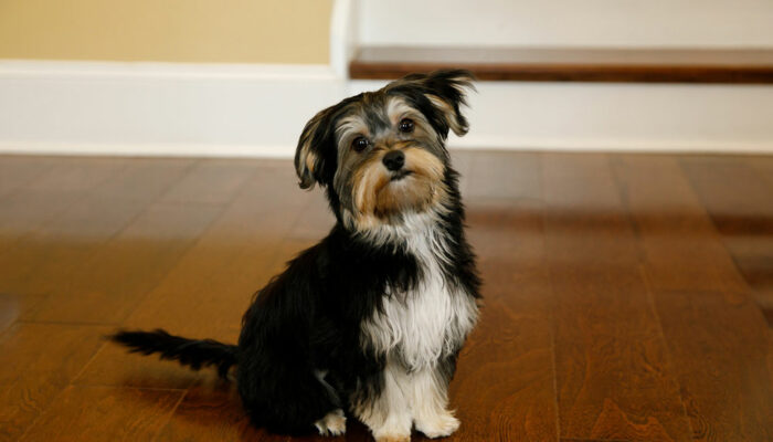 10 Things to Be Aware of Before Buying a Morkie Puppy