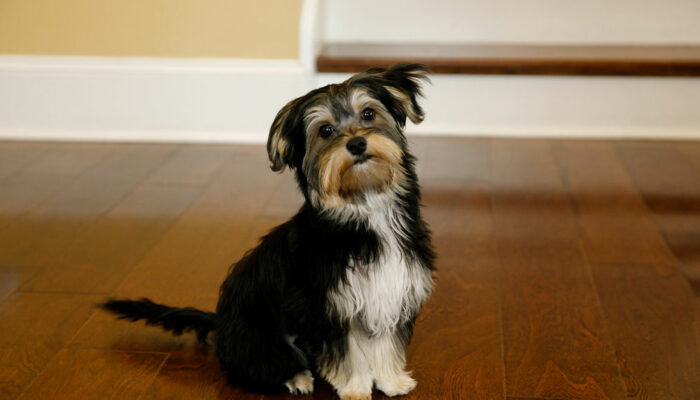 10 Things to be Aware of While Buying a Morkie