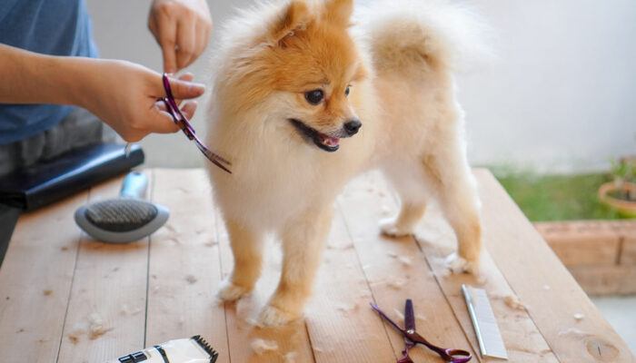 Pomeranian Puppy Care and Grooming