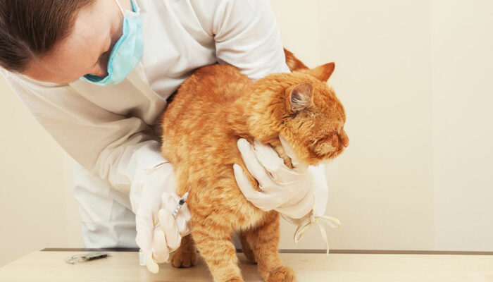 Things That Can Keep Your Cat Away from Fleas