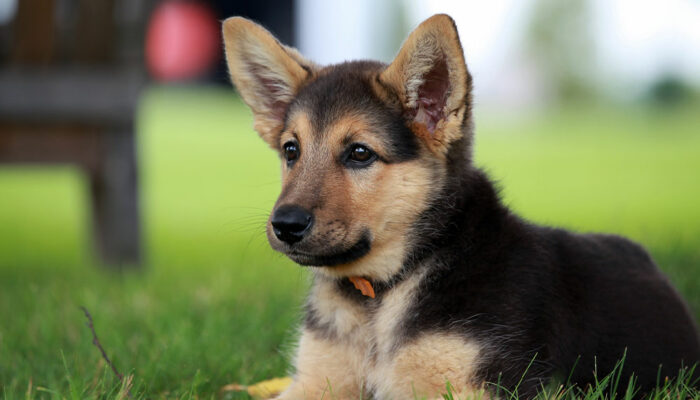 All You Need to Know about German Shepherd Puppies