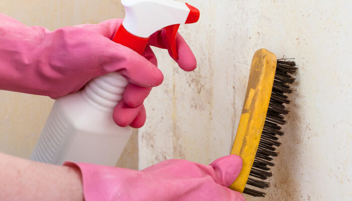 Popular and Efficient Mold Removal and Remediation Services