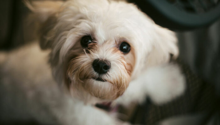 Things to Keep in Mind While Training Your Shih Tzu Dog