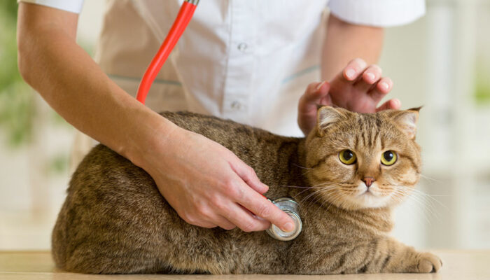 Top Five Crucial Aspects of Pet Treatment