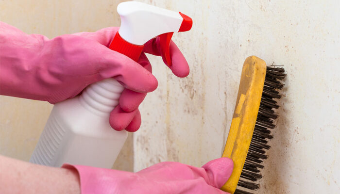 Easy Ways to Get Rid of Black Mold