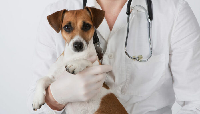 Dog Seizures &#8211; Symptoms, Causes, and Management