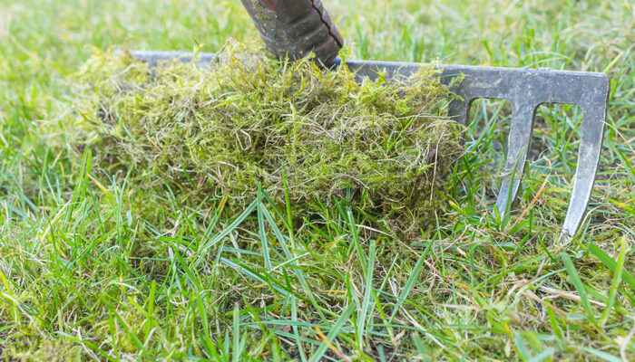 4 Easy Ways to Get Rid of Moss in the Lawn