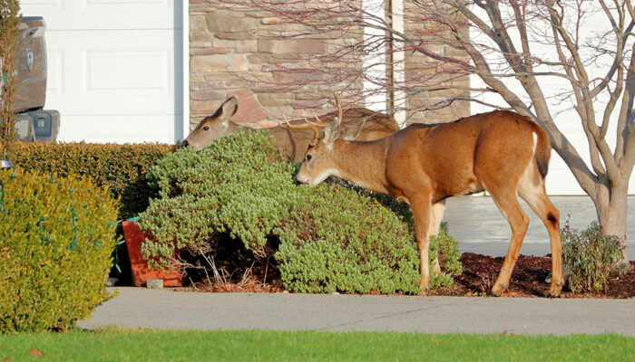 6 Ways to Keep Deer Away From the Yard