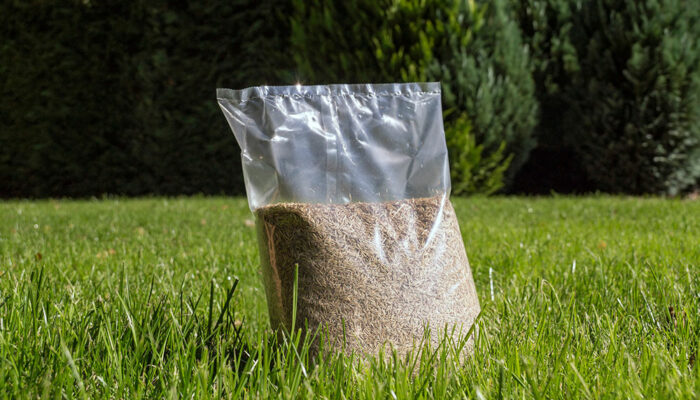 11 Grass Seed Varieties for a Healthy and Green Lawn