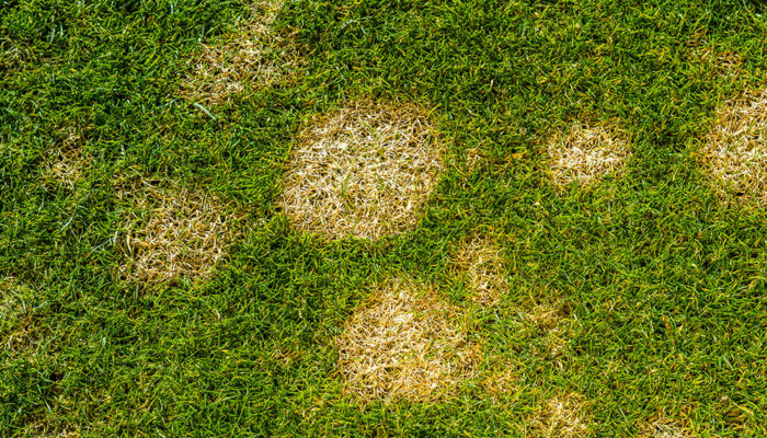 Types and Benefits of Lawn Dressings Explained