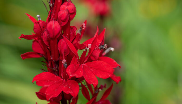 A Guide on Attracting Hummingbirds to the Backyard