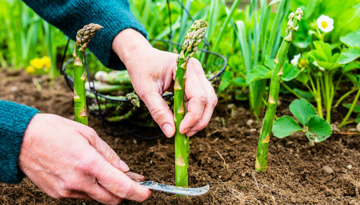 Key Things to Know About Growing Asparagus