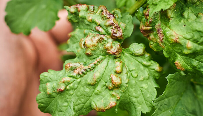 Natural Ways to Get Rid of Aphids