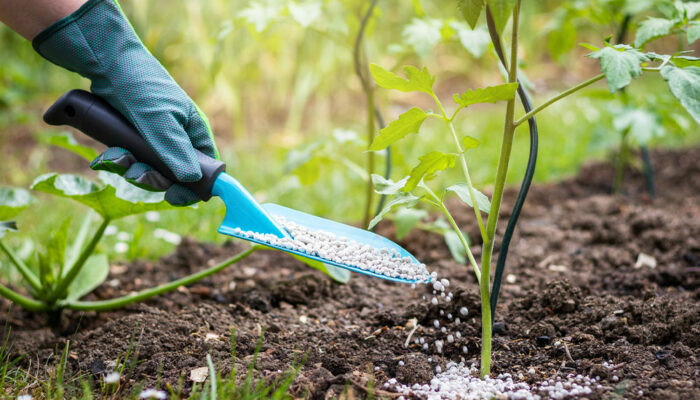 Tomato Fertilizers &#8211; Uses, Benefits, and Costs