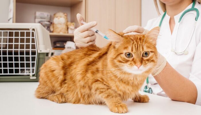 6 Factors to Consider While Choosing Cat Vets