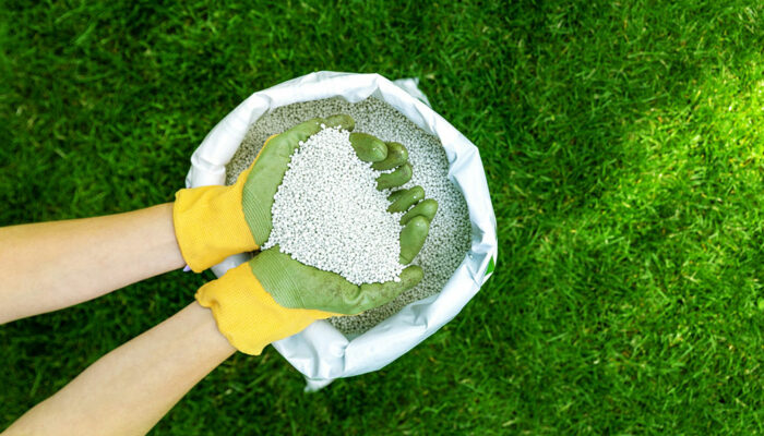 Best Crepe Myrtle Fertilizers and the Application Process