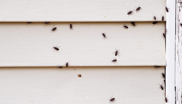 8 Ways to Get Rid of Boxelder Bugs