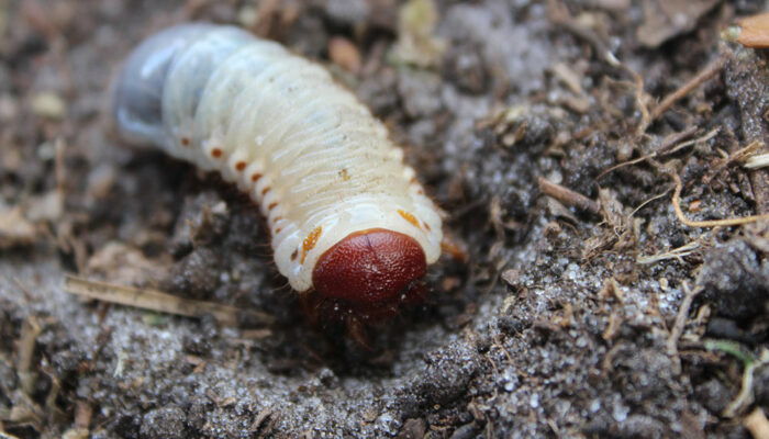 7 Ways to Get Rid of Lawn Grubs Naturally